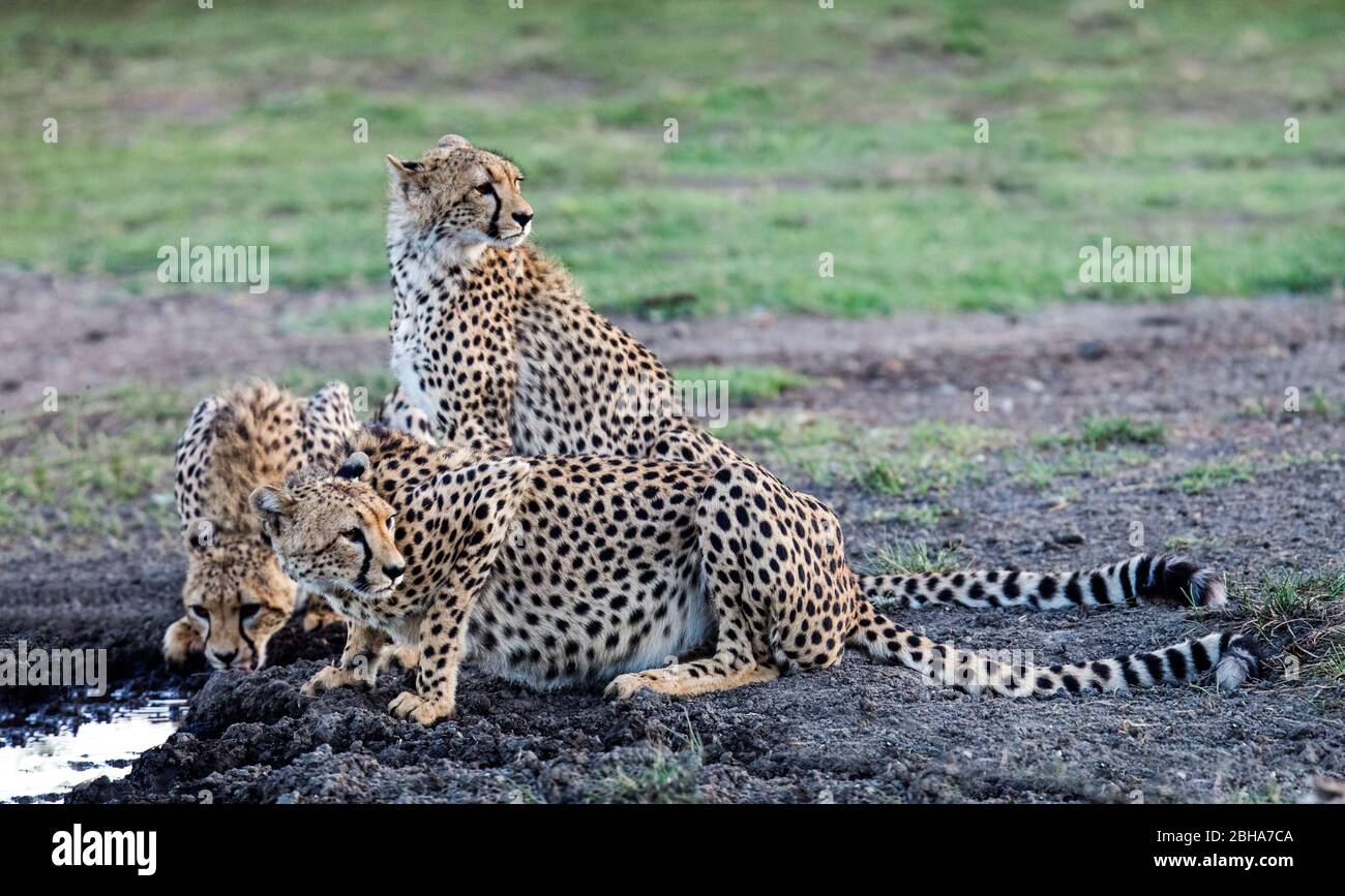 Gruppo di ghepardi (Acinonyx jubatus) presso il bacino idropedico, Ngorongoro Conservation Area, Tanzania Foto Stock