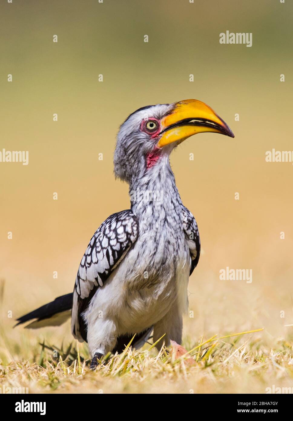 Southern Yellow-fatturati hornbill (Tockus leucomelas), il Parco Nazionale di Etosha, Namibia Foto Stock