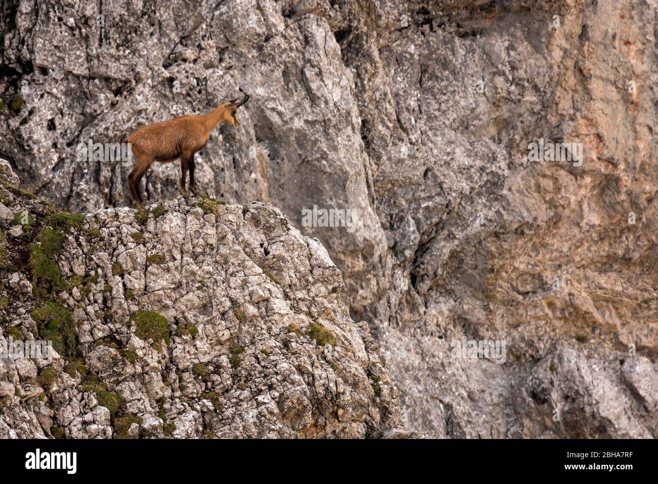 Camoscio singolo su un piccolo promontorio tra le rocce nel Karwendelgebirge Foto Stock