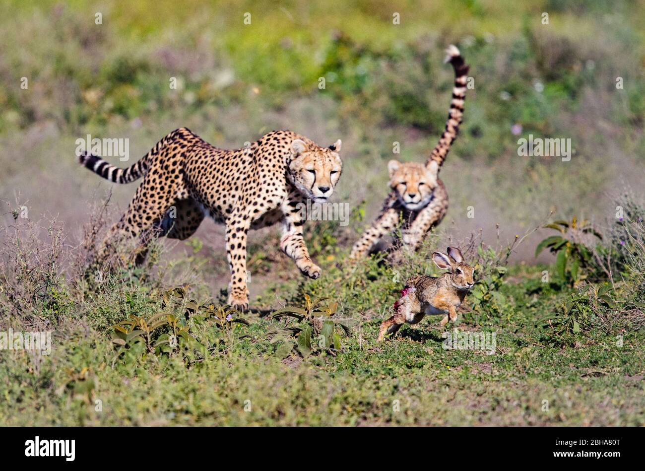 Gheetah (Acinonyx jubatus) per adulti e cucciolo a caccia di coniglio, Ngorongoro Conservation Area, Tanzania Foto Stock