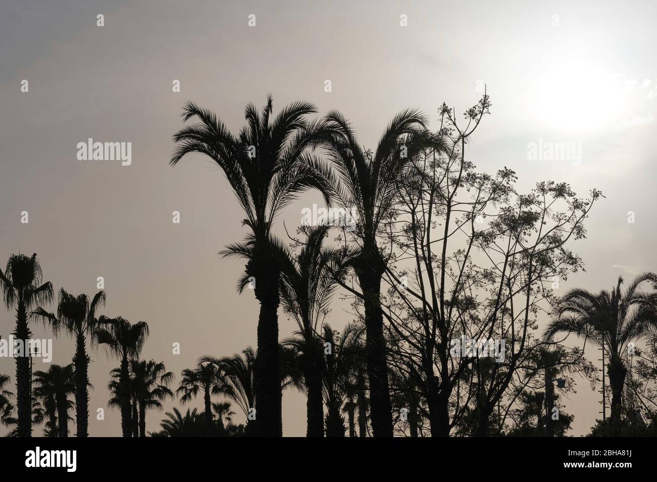 Palme nere con cielo grigio e sole nell'angolo superiore destro. Foto Stock