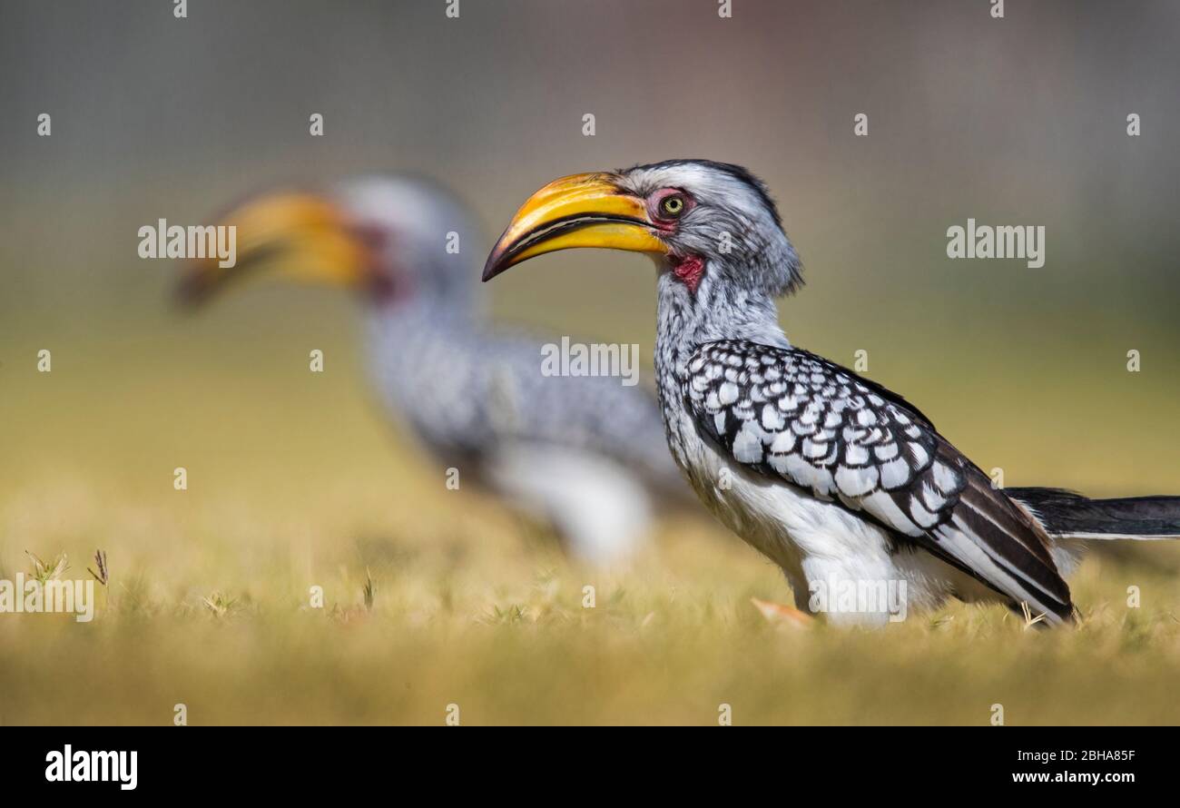 Southern Yellow-fatturati hornbill (Tockus leucomelas), il Parco Nazionale di Etosha, Namibia Foto Stock