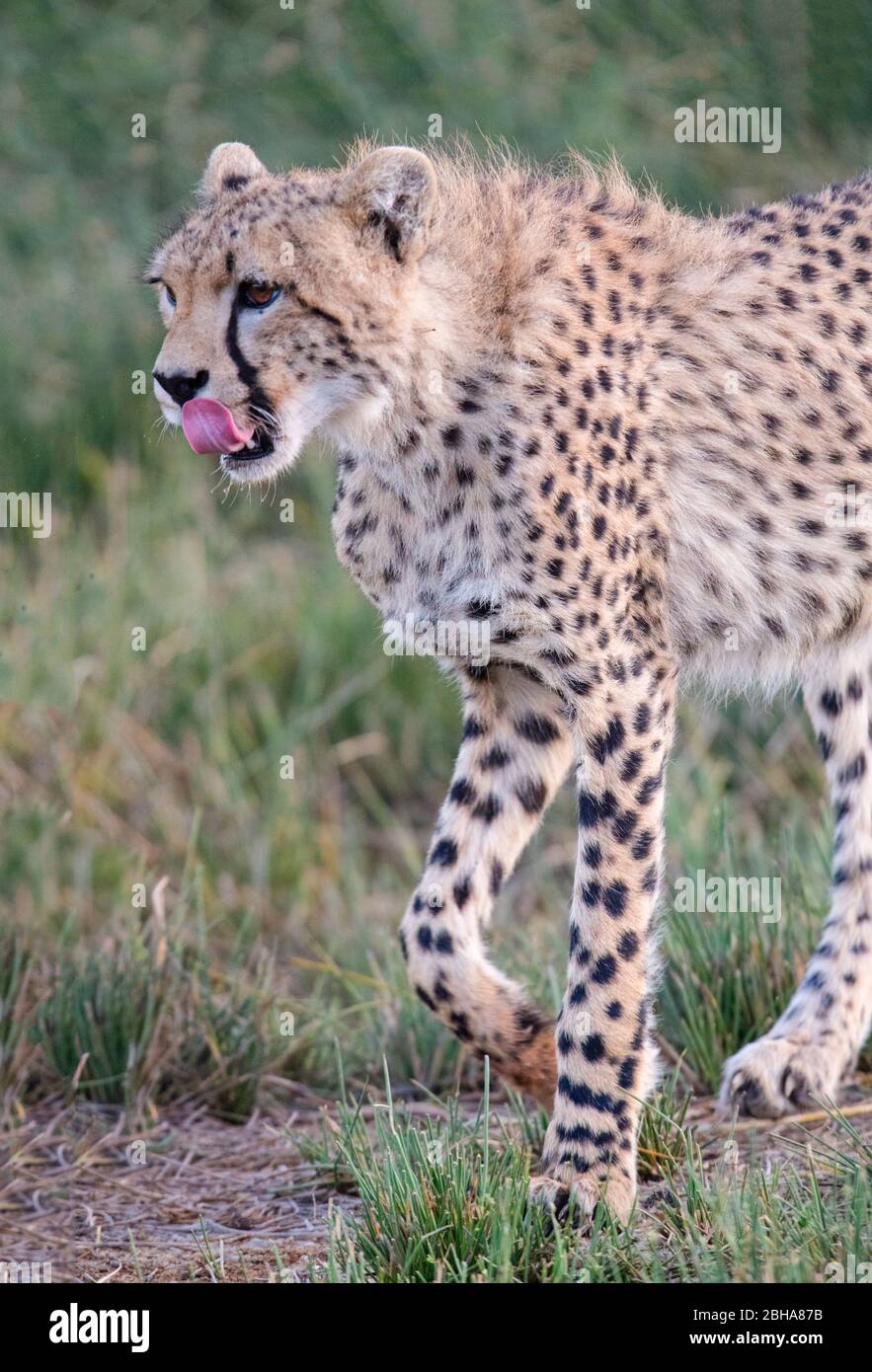 Cheetah (Acinonyx jubatus) a piedi, Ngorongoro Conservation Area, Tanzania Foto Stock
