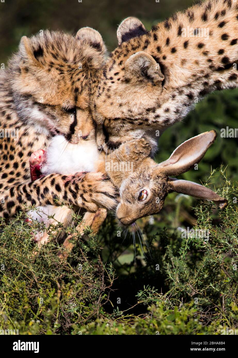 Cheetahs (Acinonyx jubatus) con coniglio di preda, Ngorongoro Conservation Area, Tanzania Foto Stock