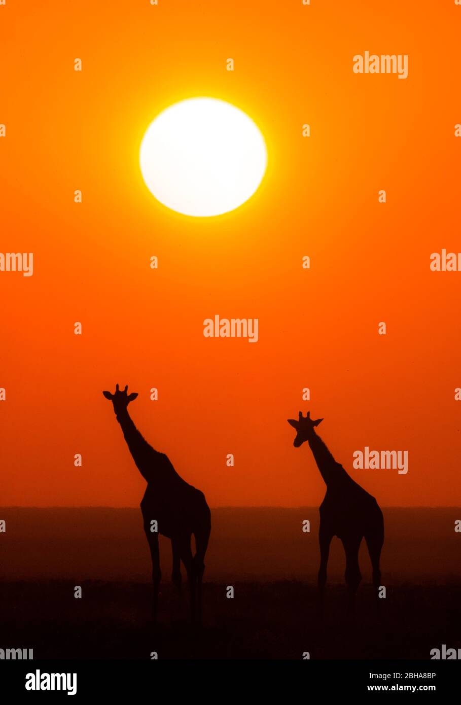 Silhouette della giraffa meridionale al tramonto, Parco Nazionale Etosha, Namibia Foto Stock