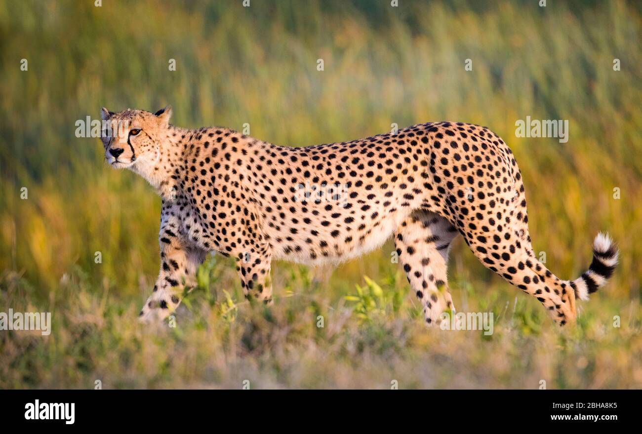 Cheetah (Acinonyx jubatus) a piedi, Ngorongoro Conservation Area, Tanzania Foto Stock