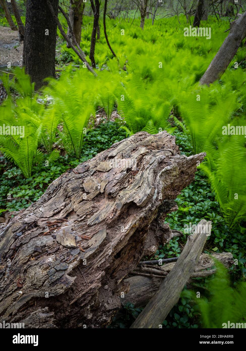 Felci che soffiano nel movimento del vento sfocato, Pennsylvania, Stati Uniti Foto Stock