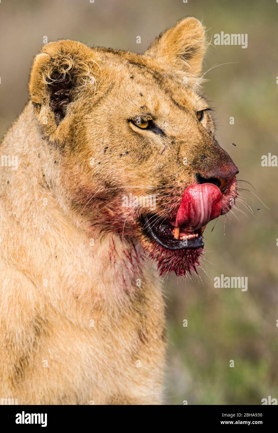 Leonessa (panthera leo) con sangue in bocca, Ngorongoro Conservation Area, Tanzania Foto Stock