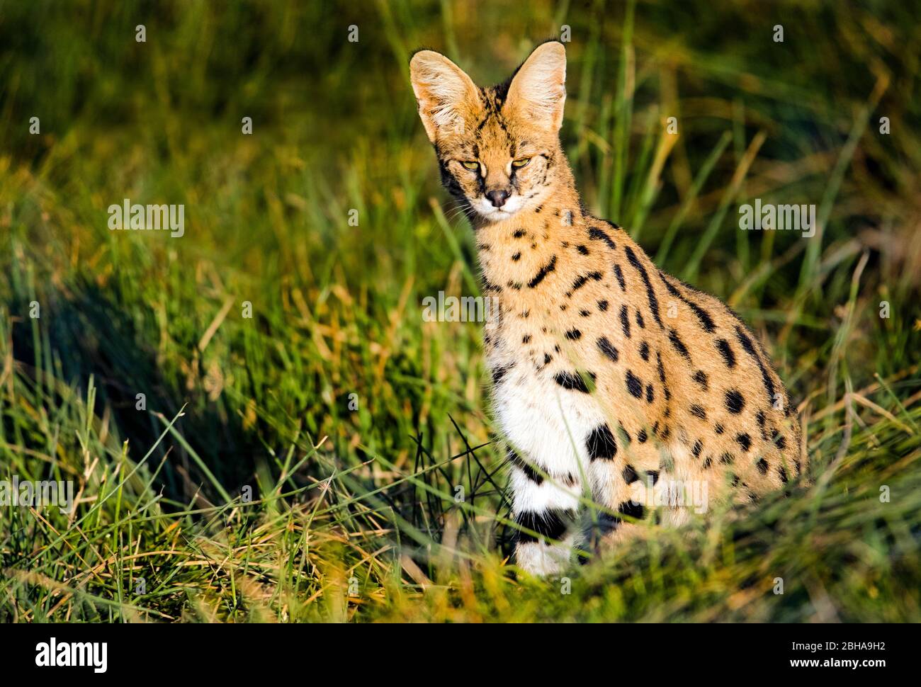 Serval (Leptailurus serval) guardando la macchina fotografica mentre si siede in erba, Ngorongoro Conservation Area, Tanzania Foto Stock