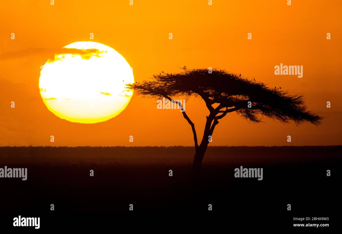 Silhouette di acacia al tramonto, Ngorongoro Conservation Area, Tanzania Foto Stock
