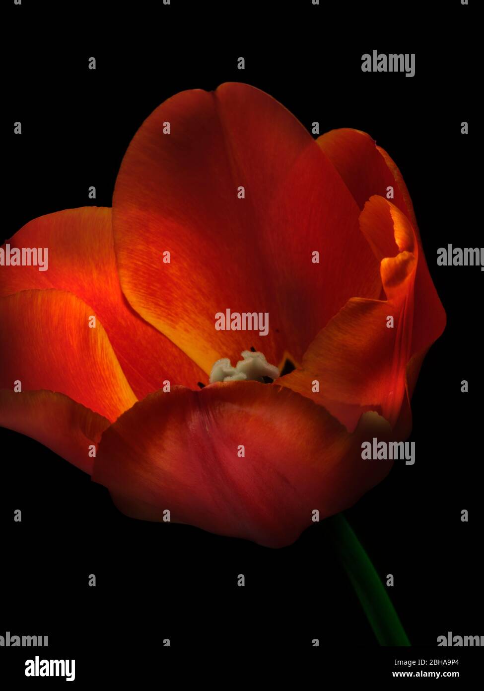 Tulipano illuminato in modo drammatico Foto Stock