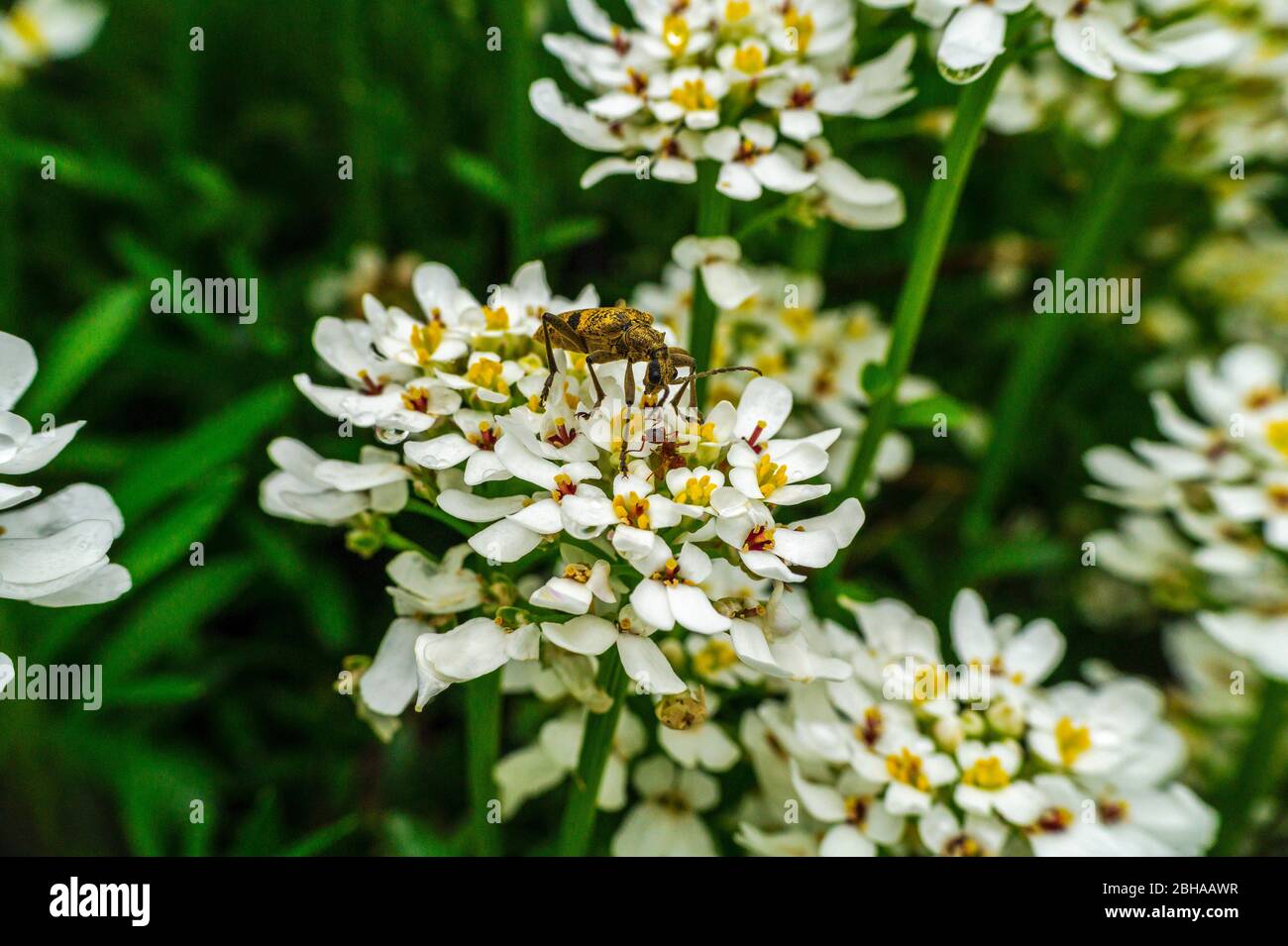 Pinza a macchie nere con formica su un fiore sempreverde a nastro, primo piano Foto Stock