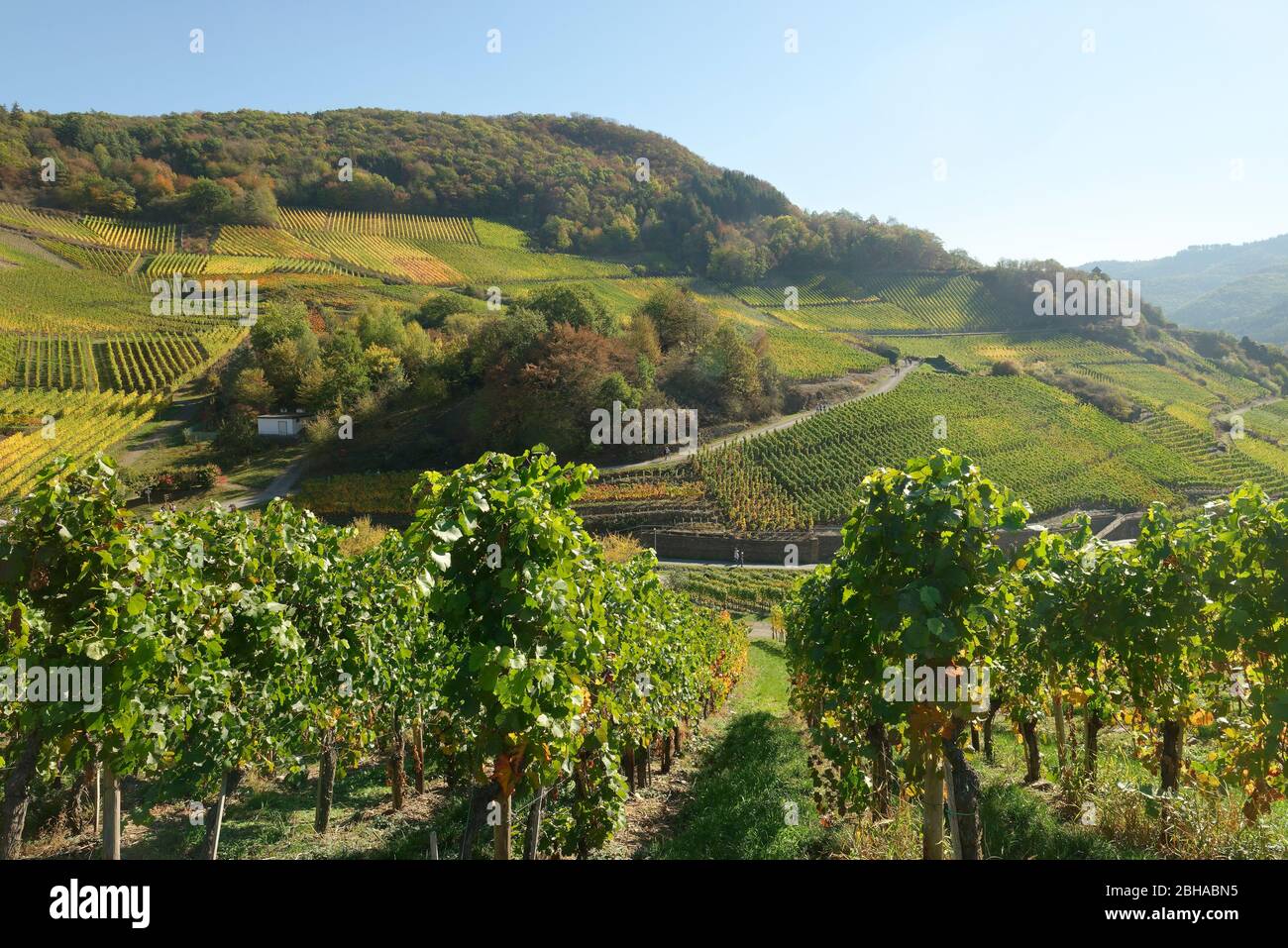 Vista dalla Rotweinwanderweg vicino a Mayschoss alla valle di Ahr, Mayschoss, Eifel, Renania-Palatinato, Germania Foto Stock