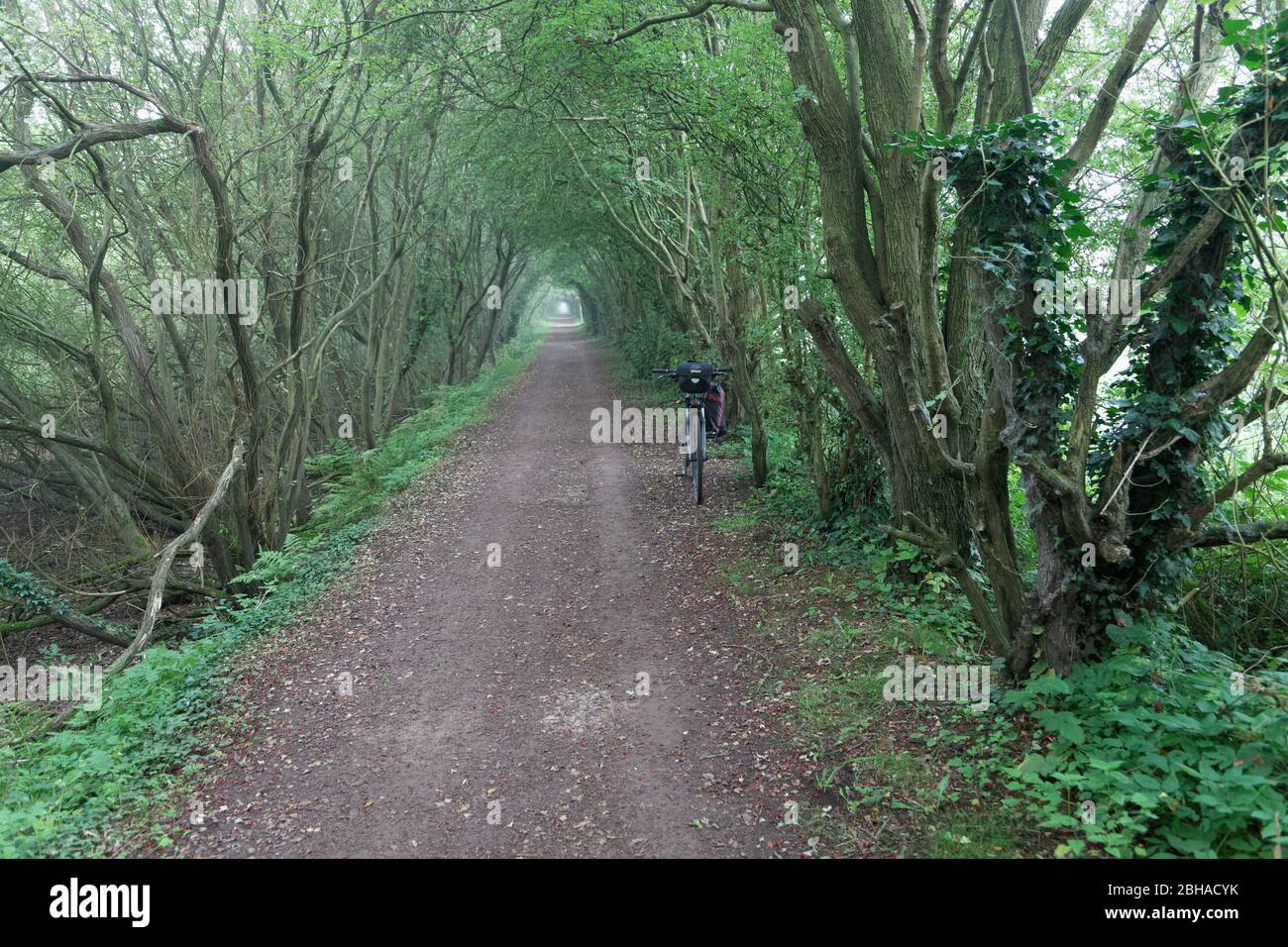 Un baldacchino di alberi sul New Cut Heritage and Ecology Trail a Warrington che corre lungo un vecchio percorso di navigazione: Il Mersey e Irwell Navigation Foto Stock