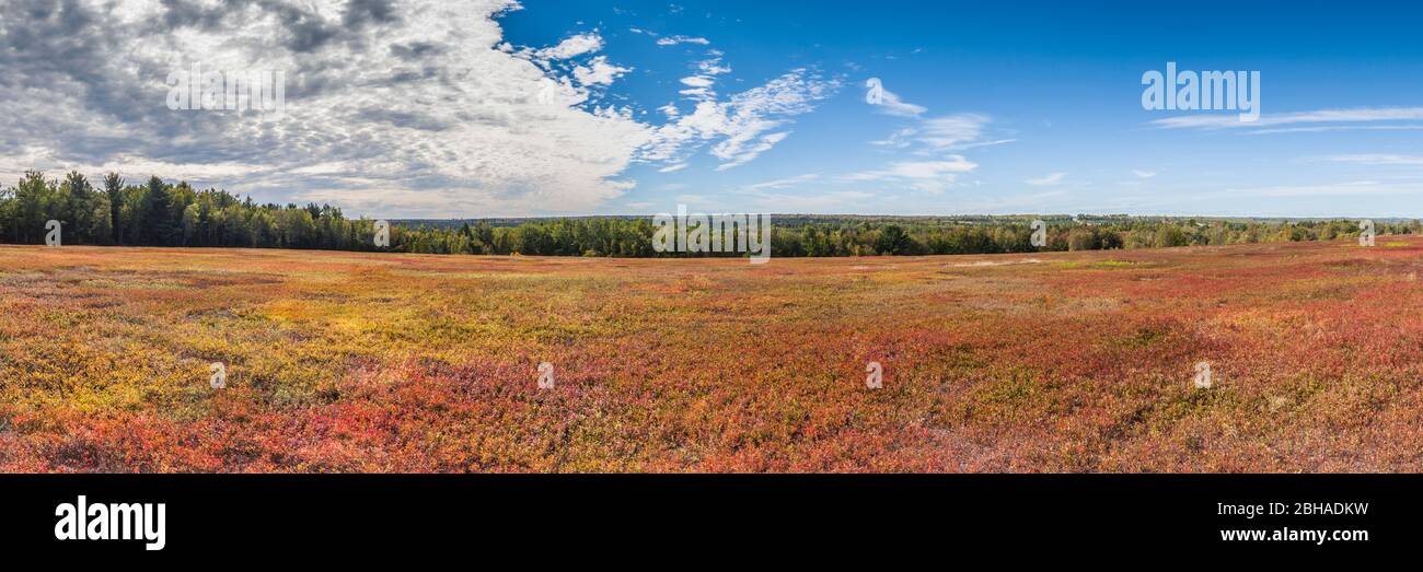 Stati Uniti d'America, Maine, Jonesboro, mirtillo campo in autunno, Maine i mirtilli sono famosi in tutto il mondo Foto Stock