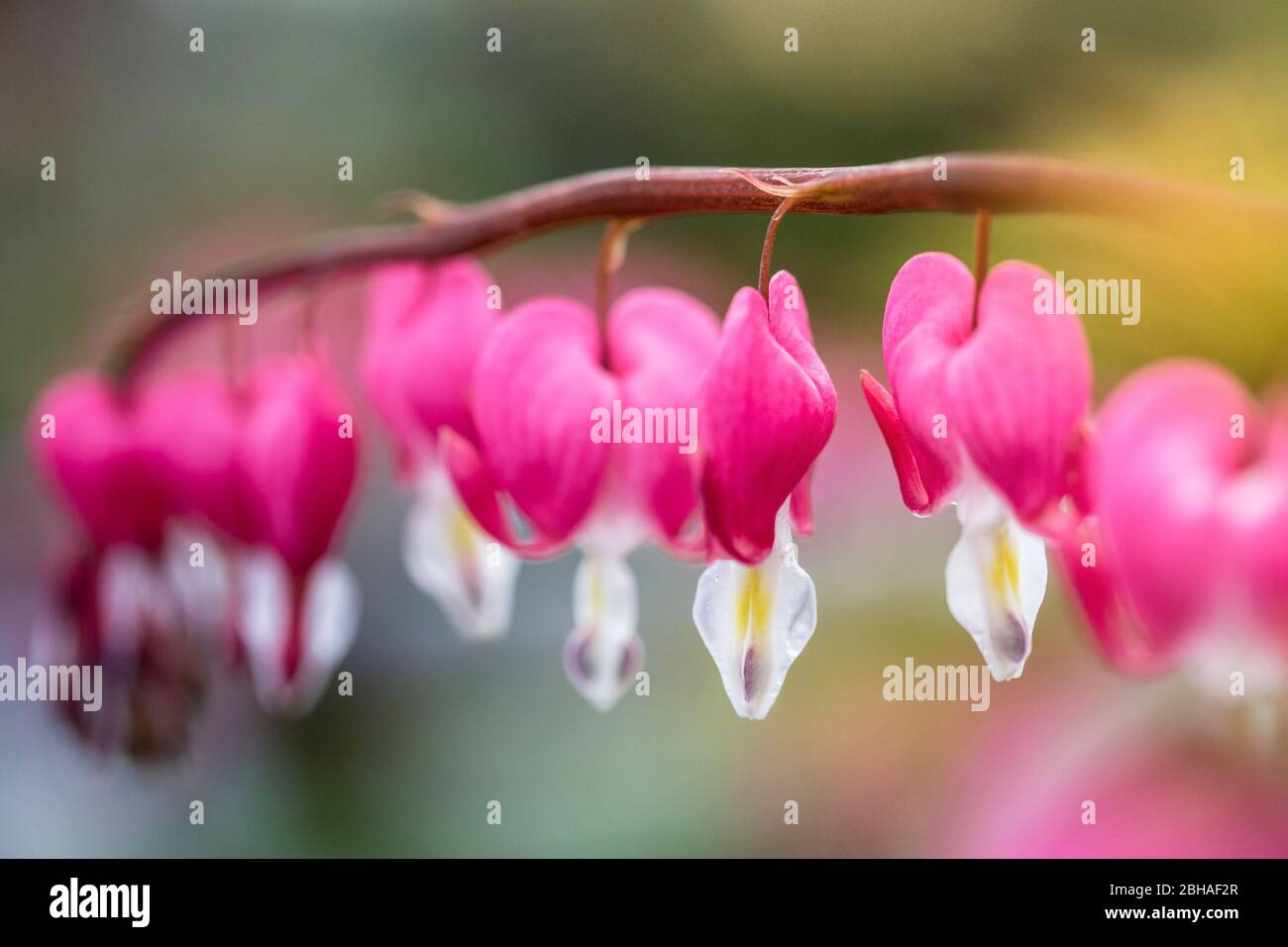 Cuore sanguinante, Lamprocapnos spectabilis, fiore del cuore bicolore, Herzerlstock, cuore fiammeggiante, cuore mariano, primo piano Foto Stock