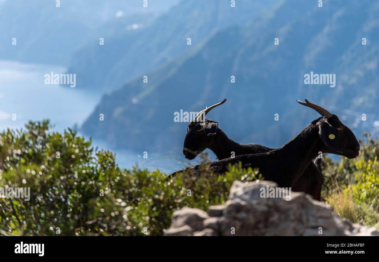 Two beautiful goats immagini e fotografie stock ad alta risoluzione - Alamy