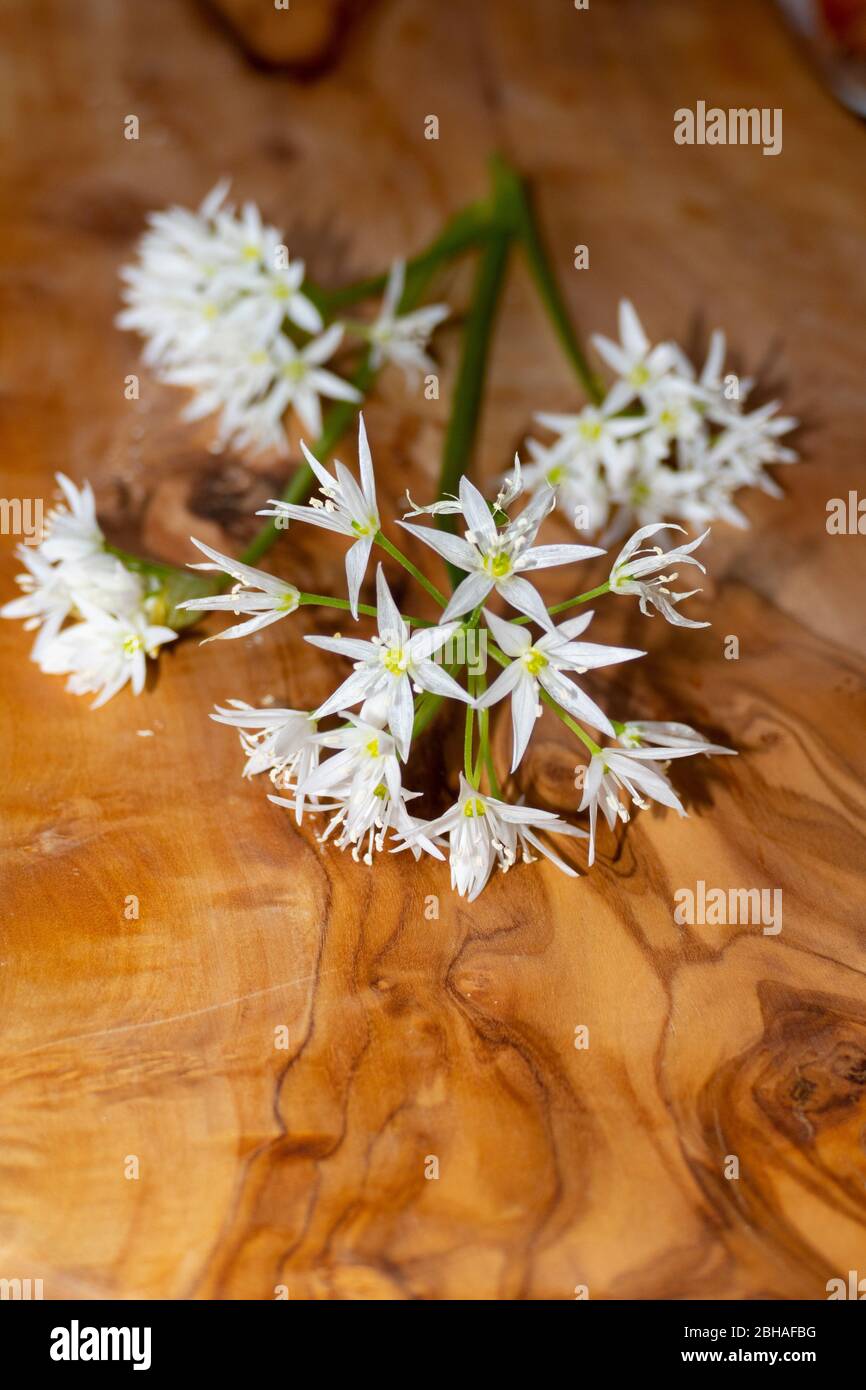 Bärlauch Blüte mit weißen, sternförmigen Blüten, liegen auf einem Holzbrett Foto Stock