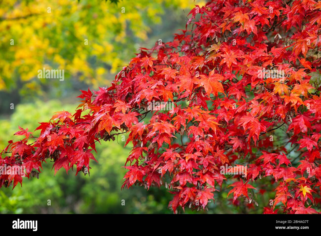 Foglie di acero rosso, giardino giapponese, Portland, Oregon, Stati Uniti Foto Stock