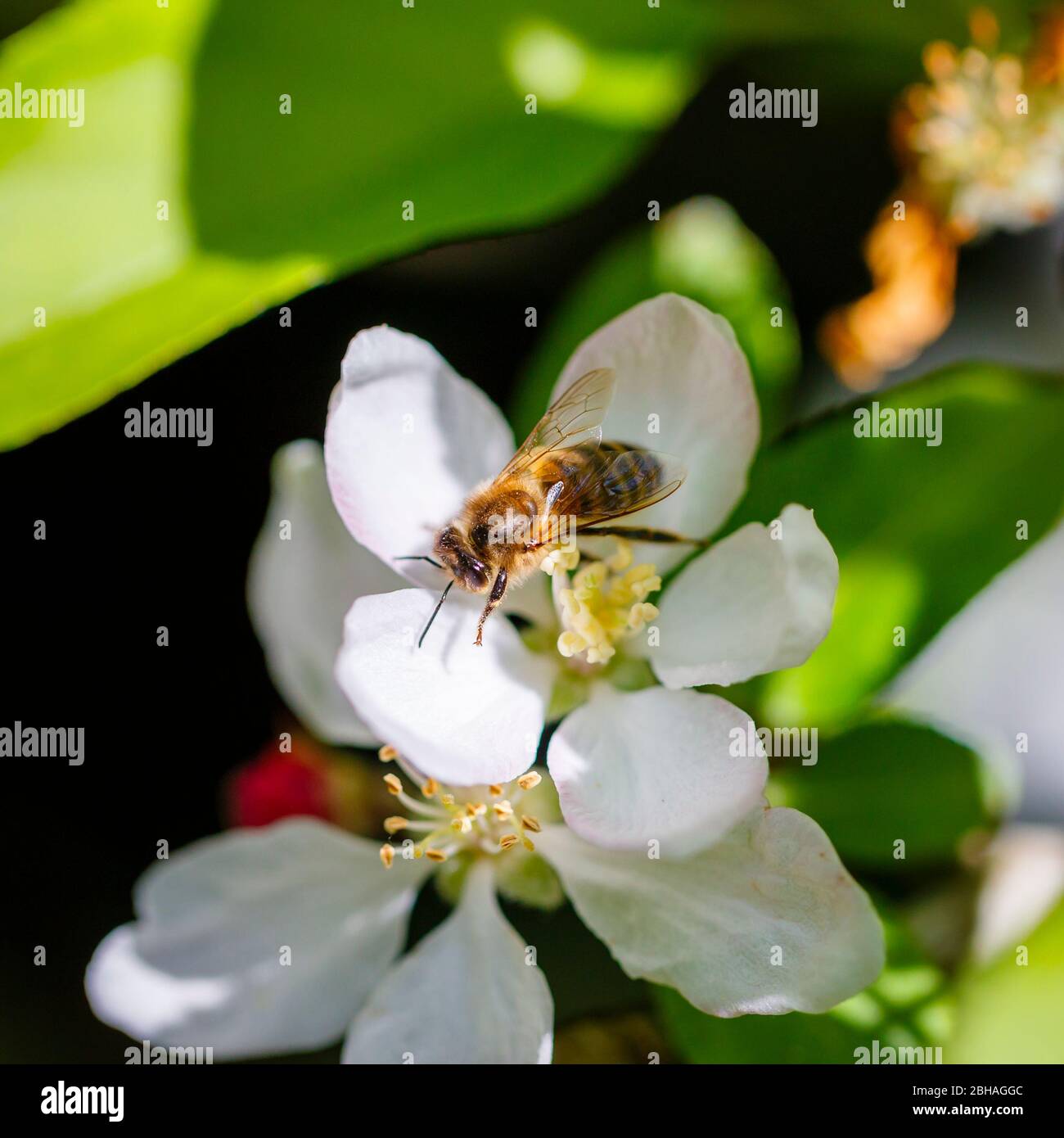 Minibeast: Un'ape di miele, Apis mellifera, raccolta di nettare e polline dalle stampe di bianco albero di mele fioriscono in primavera, Surrey Foto Stock