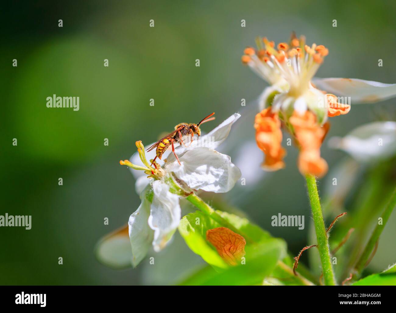 Piccola e colorata vespa arancione e gialla su mela bianca fioritura in un giardino in primavera è Surrey, sud-est Inghilterra Foto Stock
