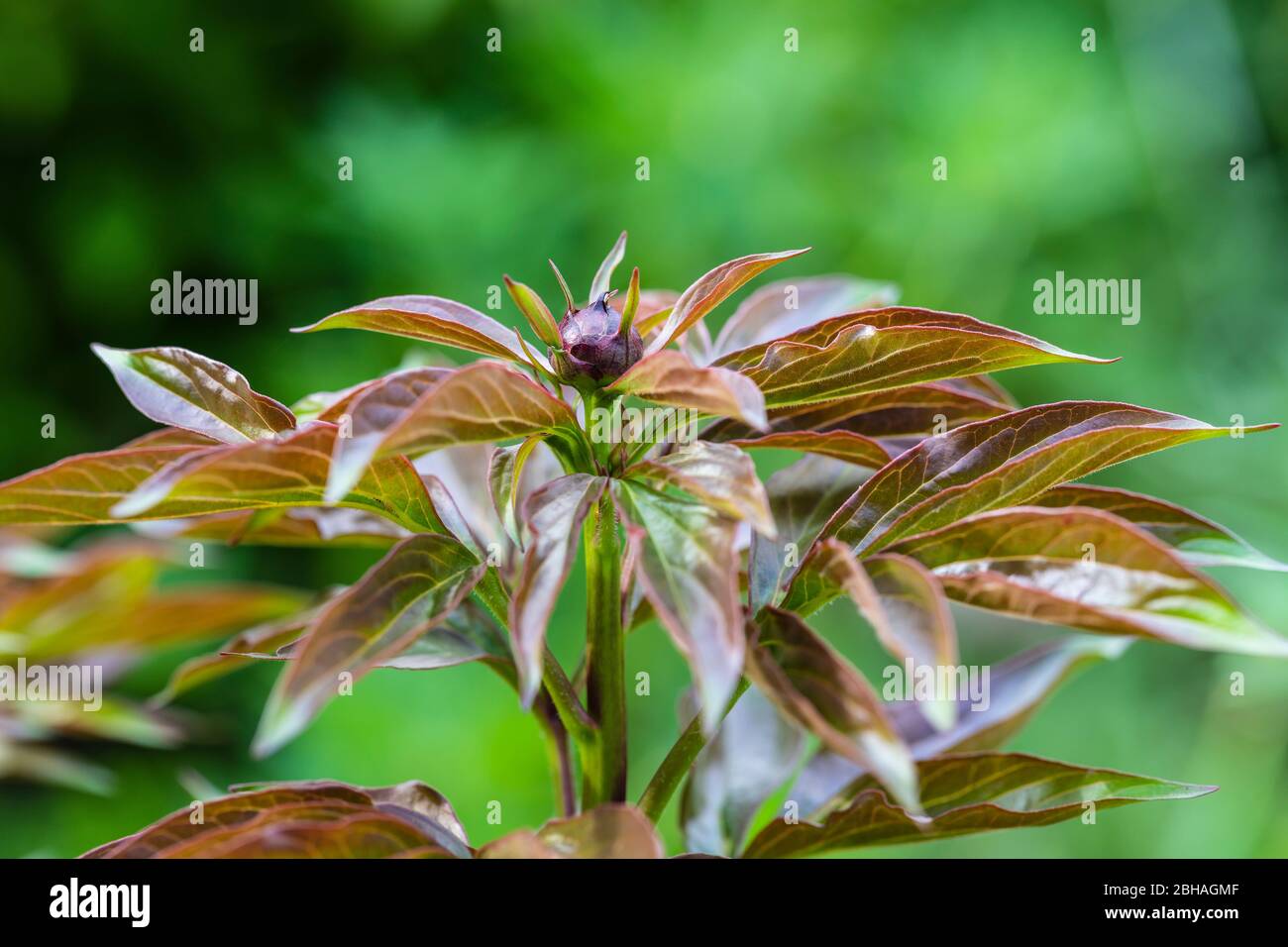 Sparare foglie, giovani tiri di una peonia Foto Stock