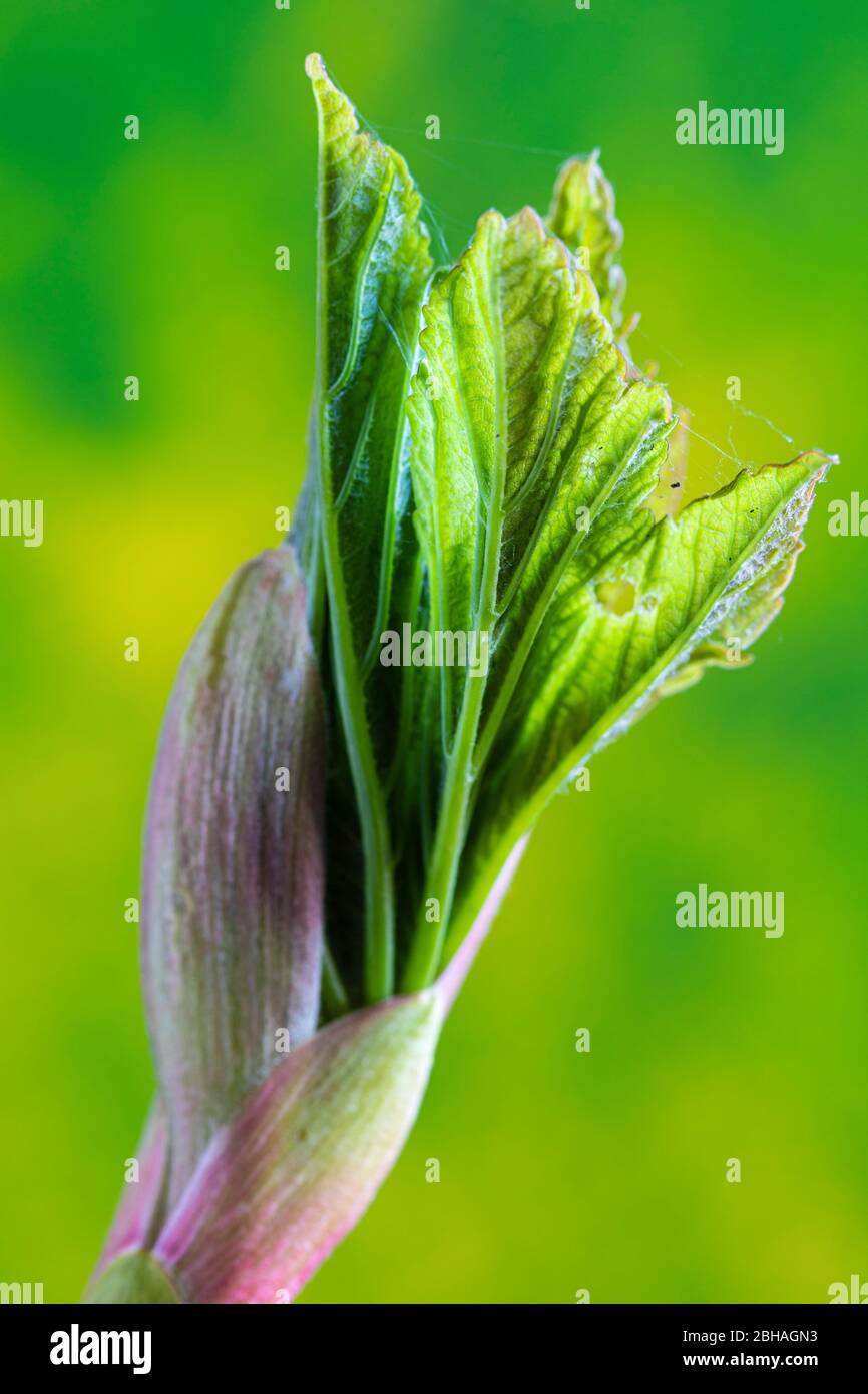 Sparare foglie, foglie di acero giovani Foto Stock