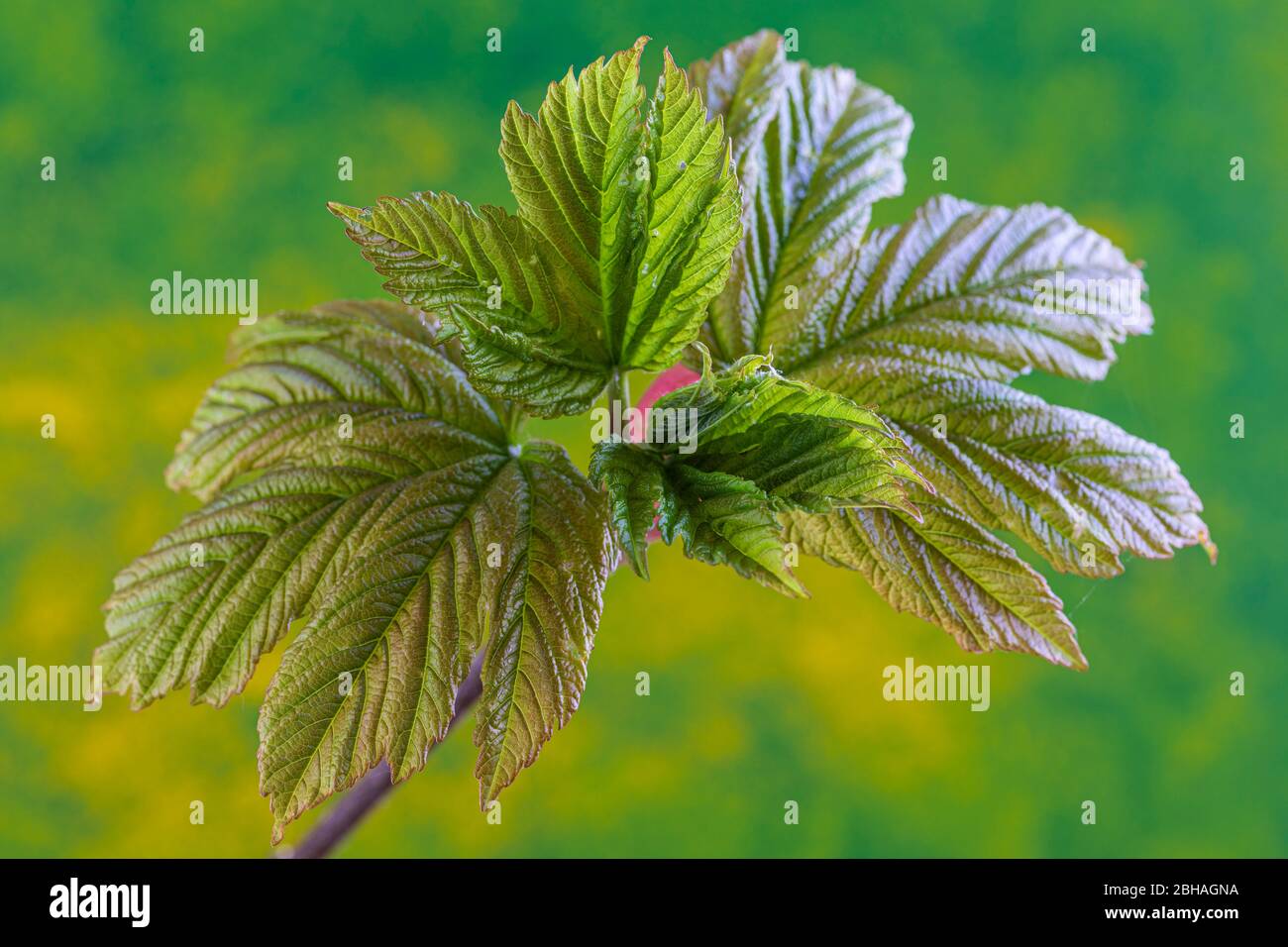 Sparare foglie, foglie di acero giovani Foto Stock