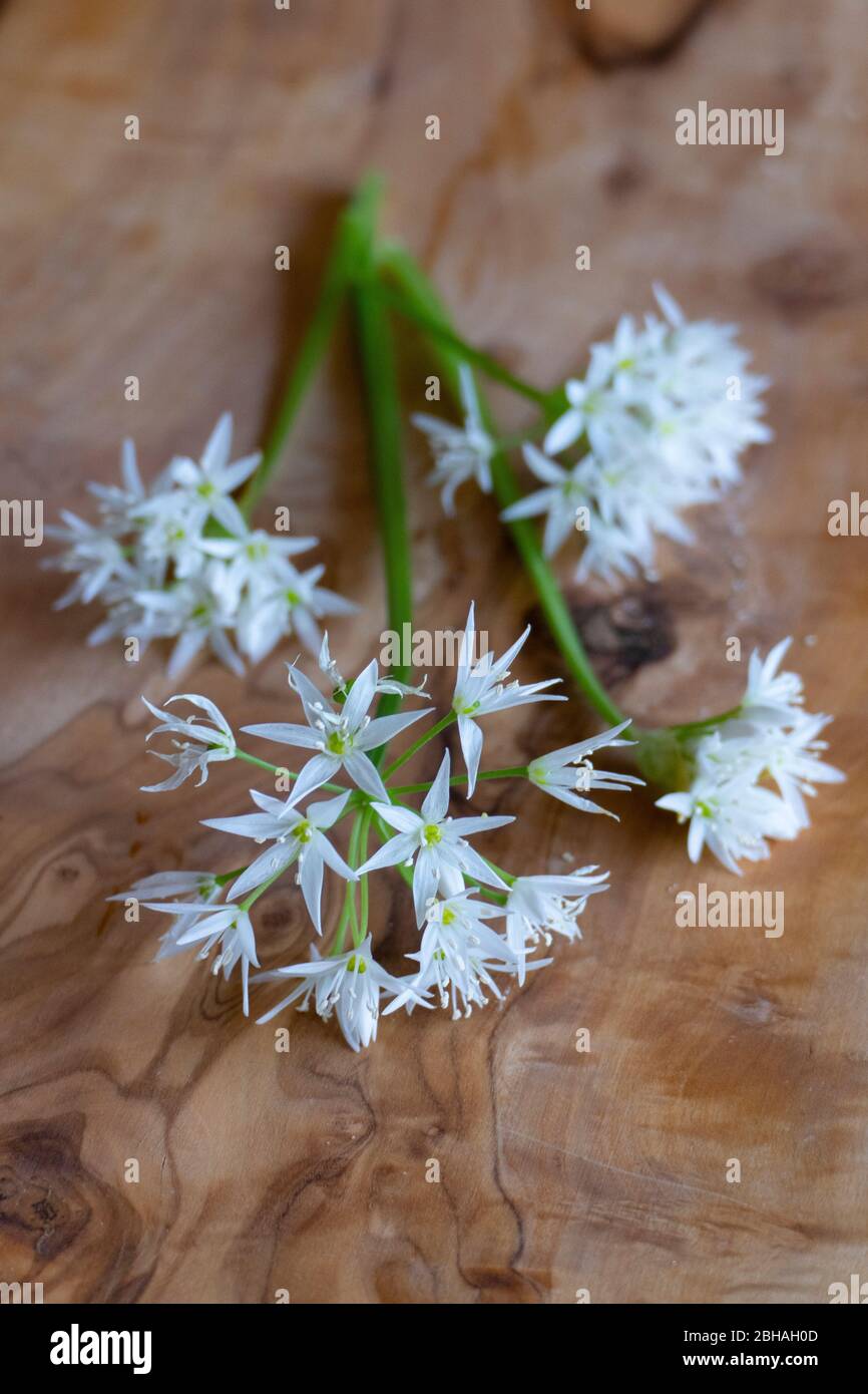Bärlauch Blüte mit weißen, sternförmigen Blüten, liegen auf einem Holzbrett Foto Stock