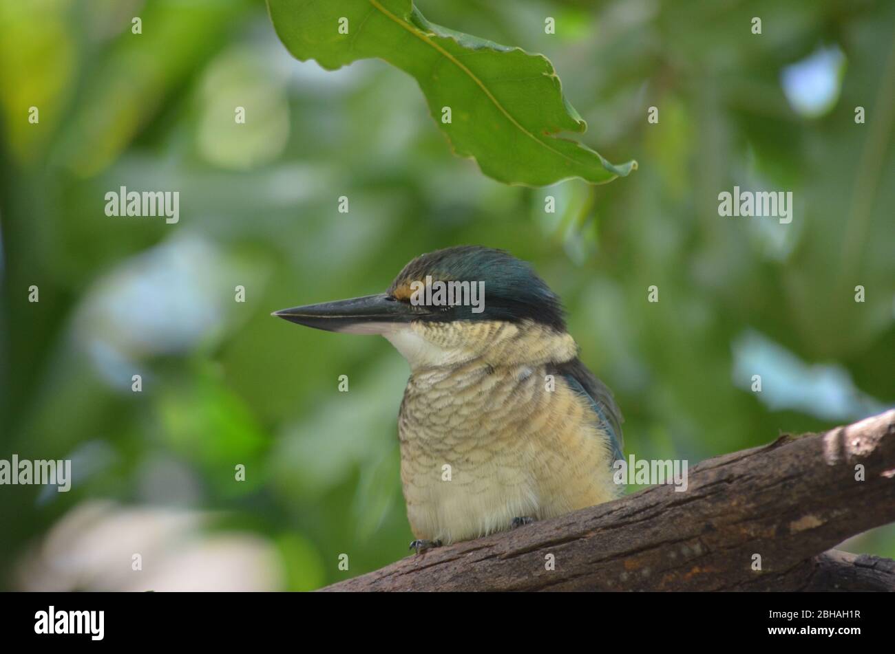 kookaburra australiana Foto Stock