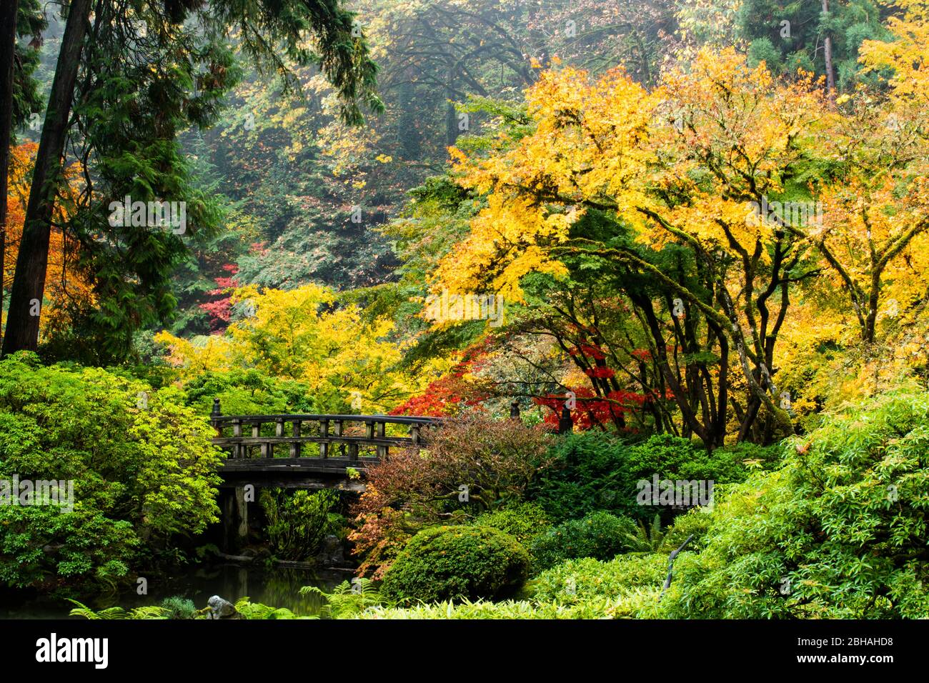 Autunno foglie su alberi e passerella, giardino giapponese, Portland, Oregon, Stati Uniti Foto Stock