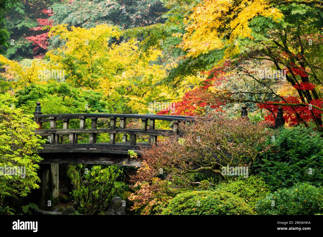 Autunno foglie su alberi e passerella, giardino giapponese, Portland, Oregon, Stati Uniti Foto Stock