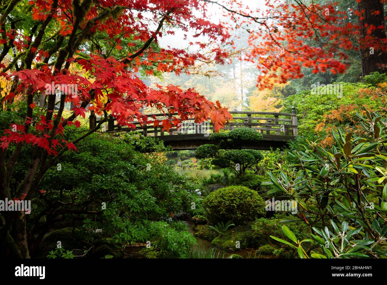 Autunno foglie su alberi e passerella, giardino giapponese, Portland, Oregon, Stati Uniti Foto Stock