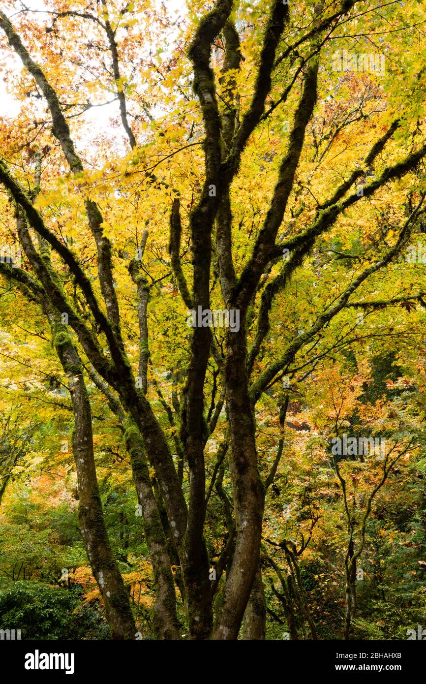 Autunno foglie su albero, giardino giapponese, Portland, Oregon, Stati Uniti Foto Stock