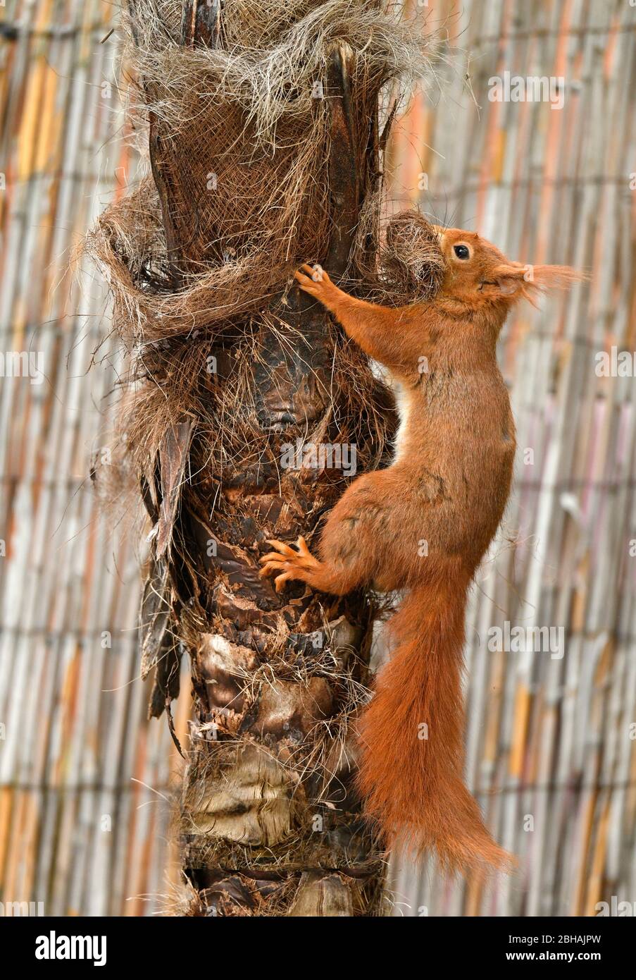 Lo scoiattolo europeo (Sciurus vulgaris) raccoglie il lulo di albero delle palme, Stoccarda, Baden-Wurttemberg, Germania Foto Stock