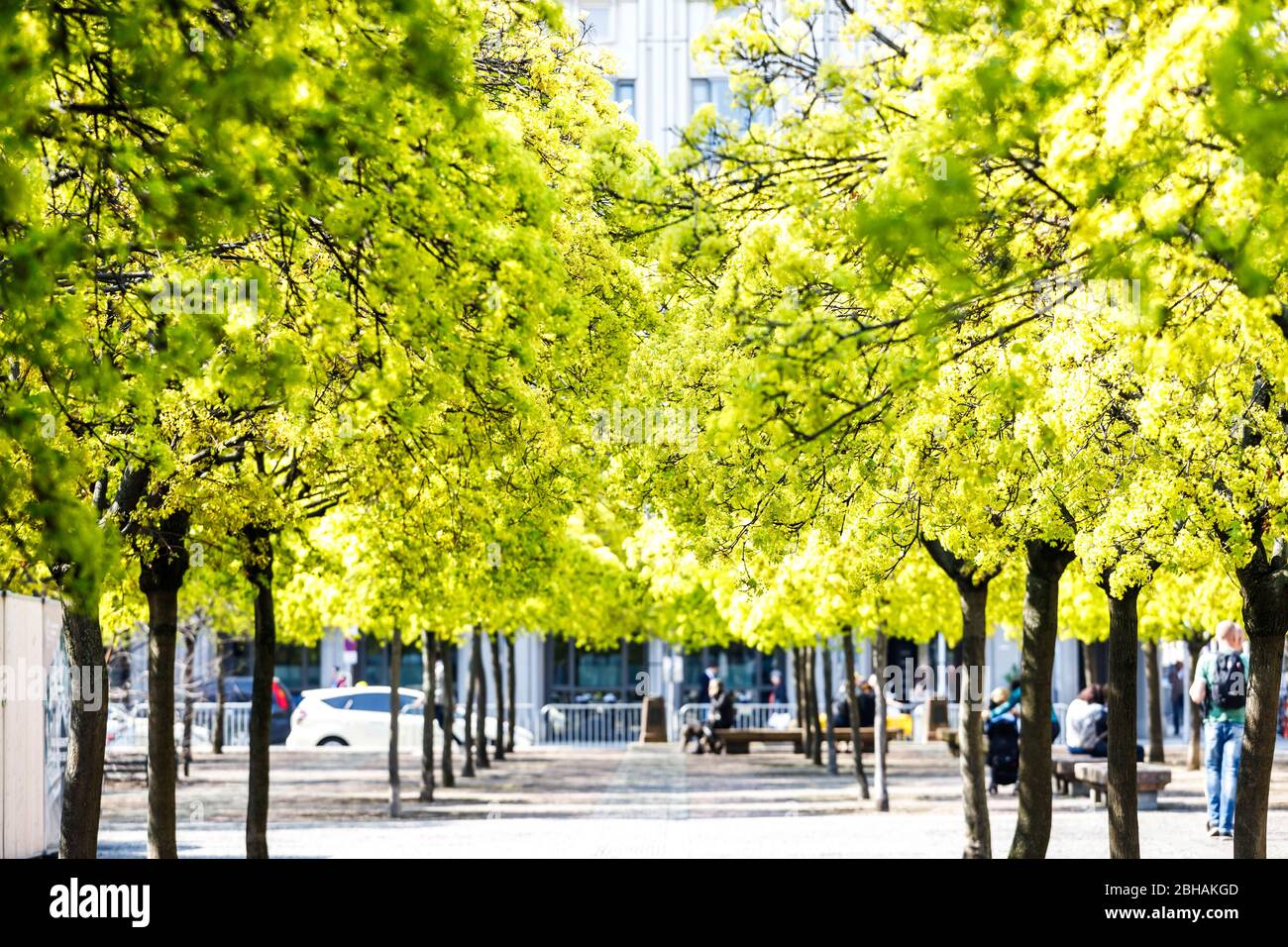 Fiore di lime, primavera al Gendarmenmarkt, tra cupola francese e tedesco. Foto Stock