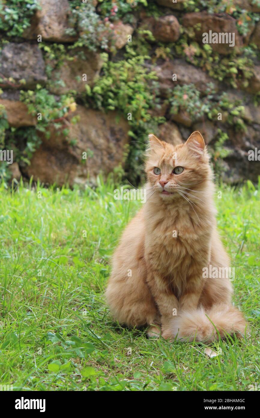 Soffice gatto zenzero seduto in giardino Foto Stock