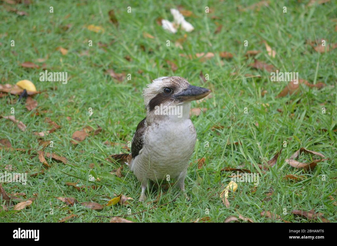 kookaburra australiana Foto Stock