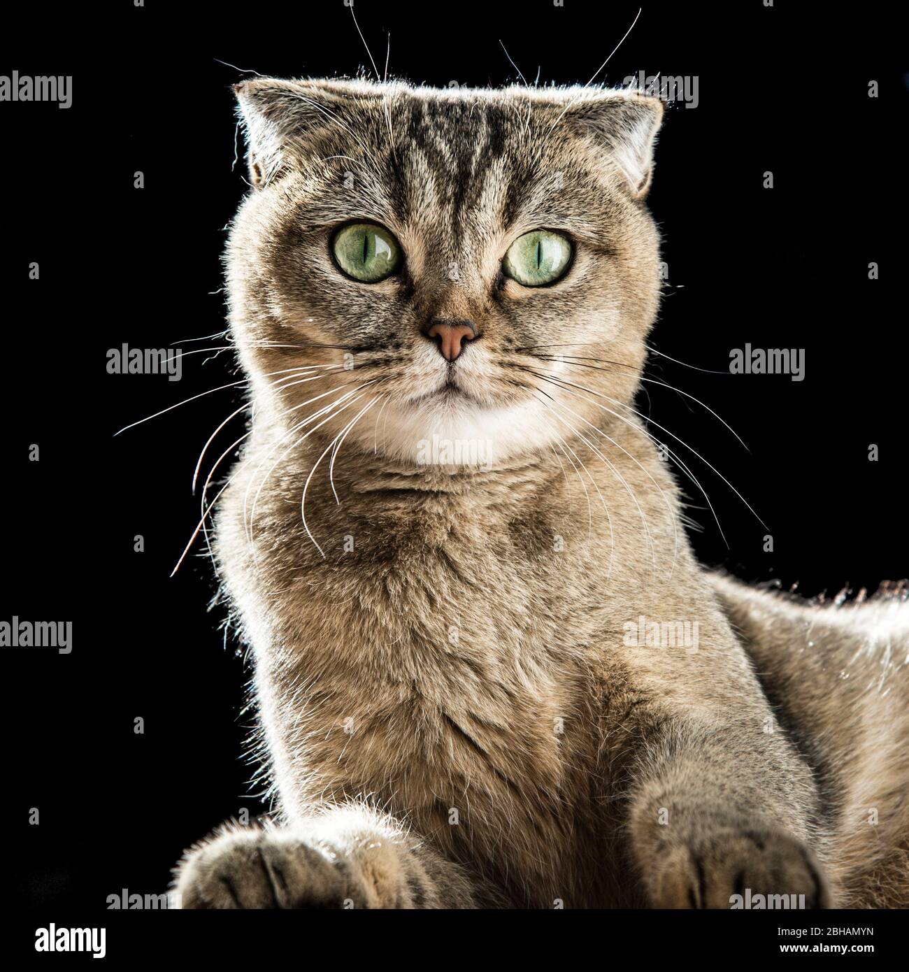 Ritratto di un gatto di fronte a sfondo scuro Foto Stock