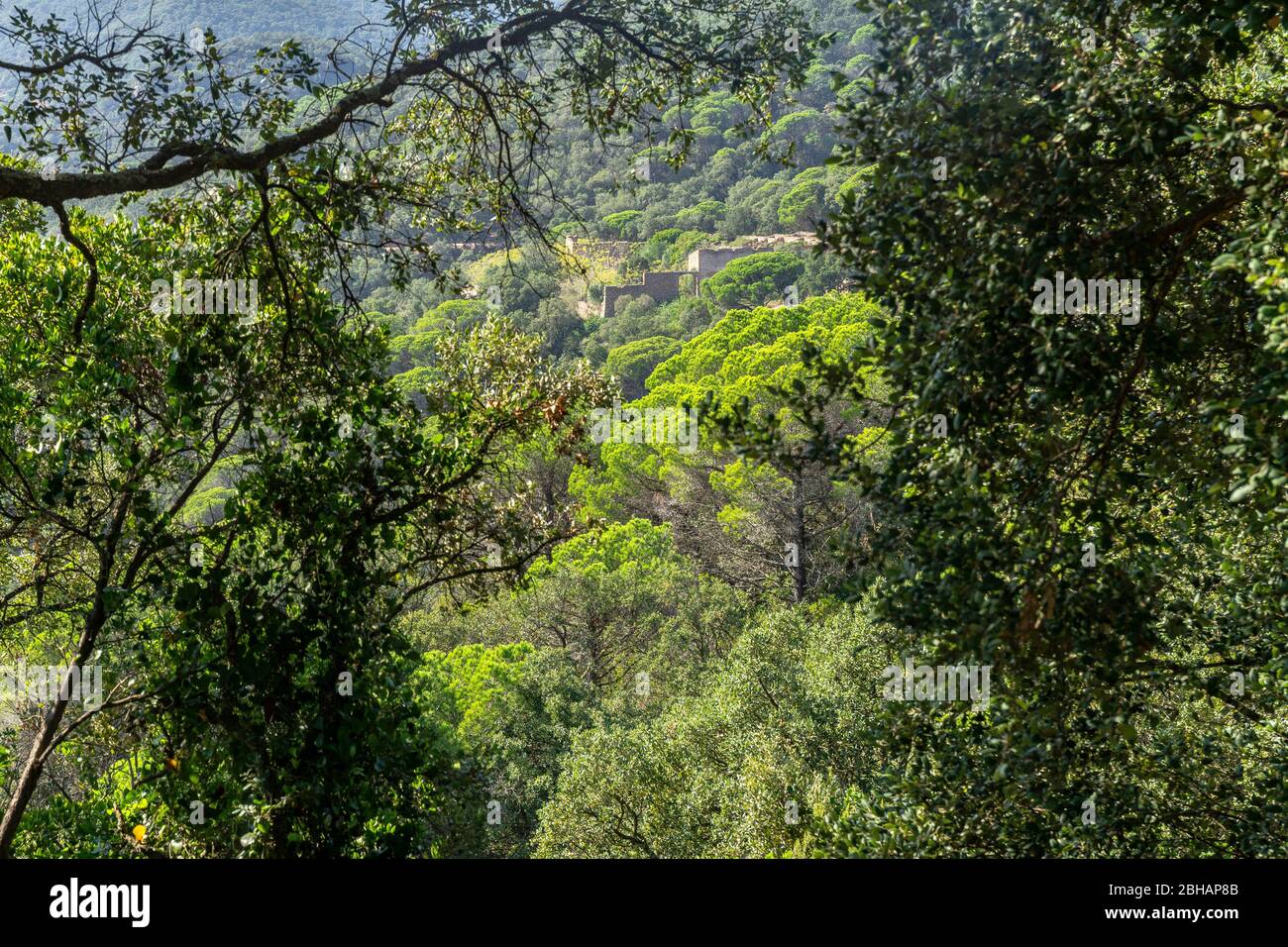 Europa, Spagna, Catalogna, Costa Brava, rovina di un'antica fortificazione nella foresta di montagna del Massís de les Cadiretes Foto Stock