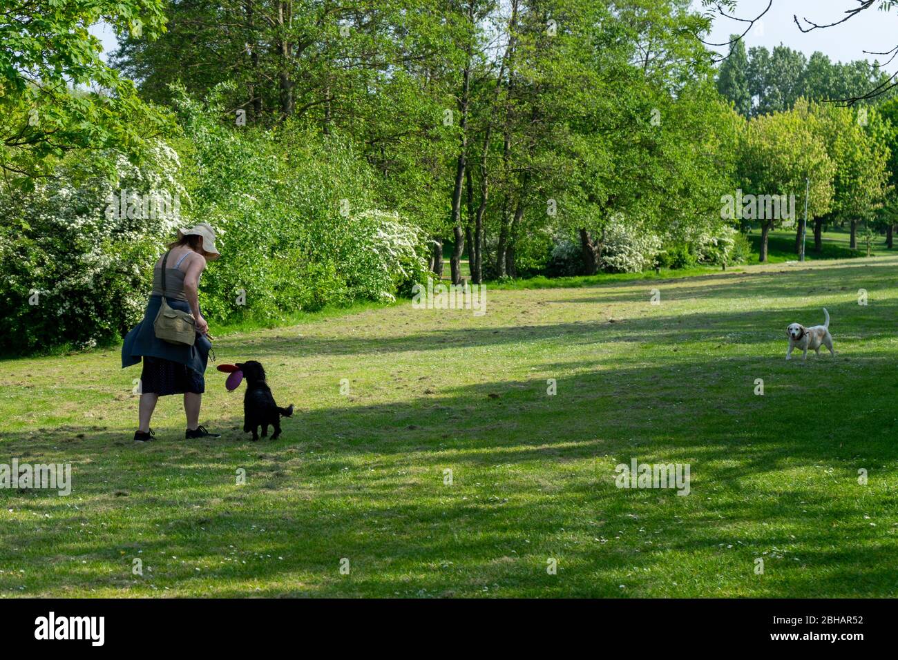 una donna di mezza età che prende i suoi cani per una passeggiata nel parco Foto Stock