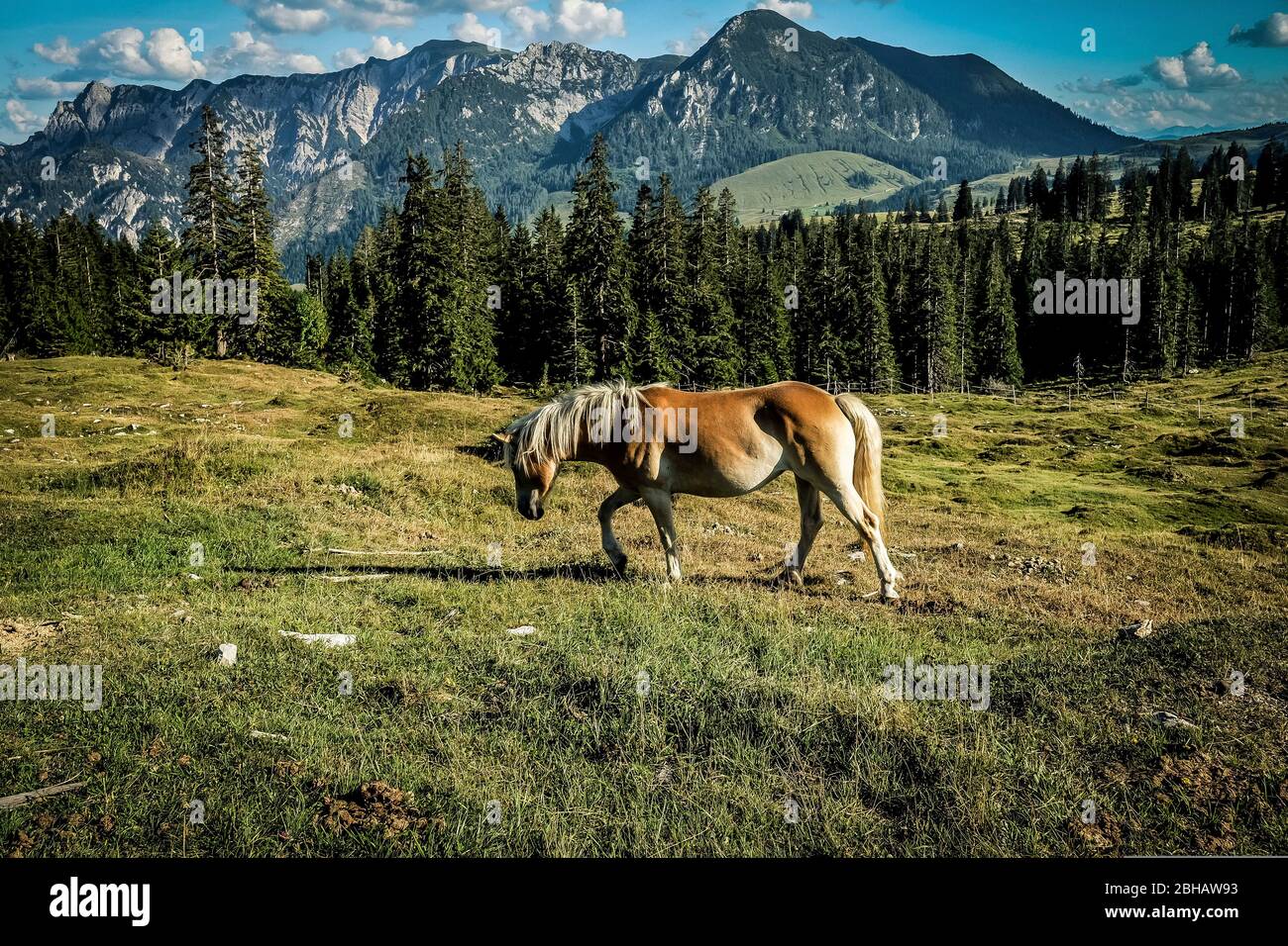 Cavallo semi-selvatico al Postalm Foto Stock