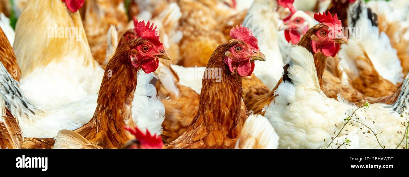 Freilaufende Hühner im Gehege Foto Stock