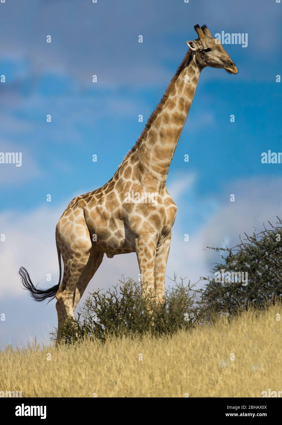 Vista della giraffa meridionale (Giraffa), del Parco della frontiera di Kgalagadi, Namibia, Africa Foto Stock