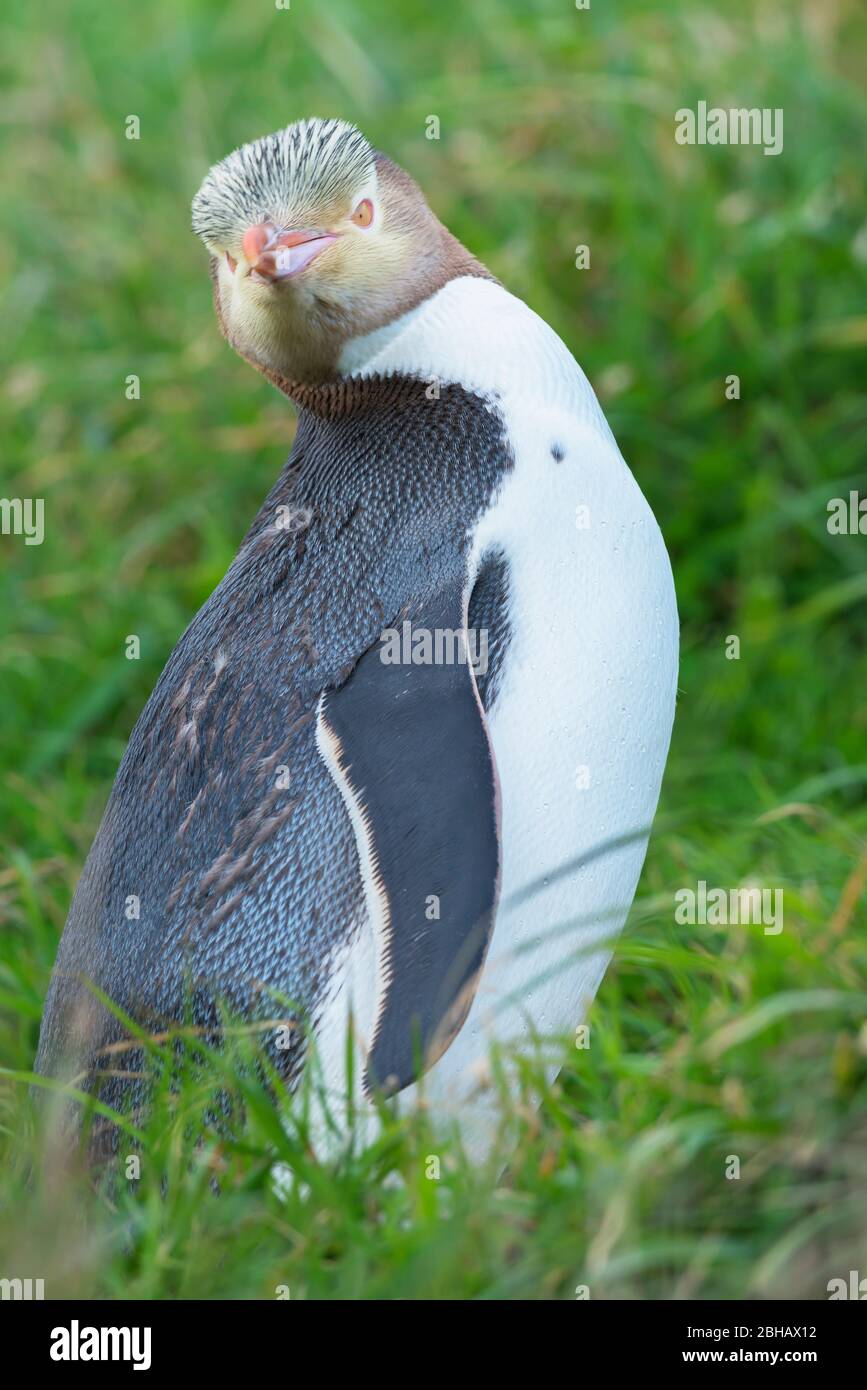 Pinguino dagli occhi gialli (antipodi Megadyptes), Otago, Isola del Sud, Nuova Zelanda, Foto Stock
