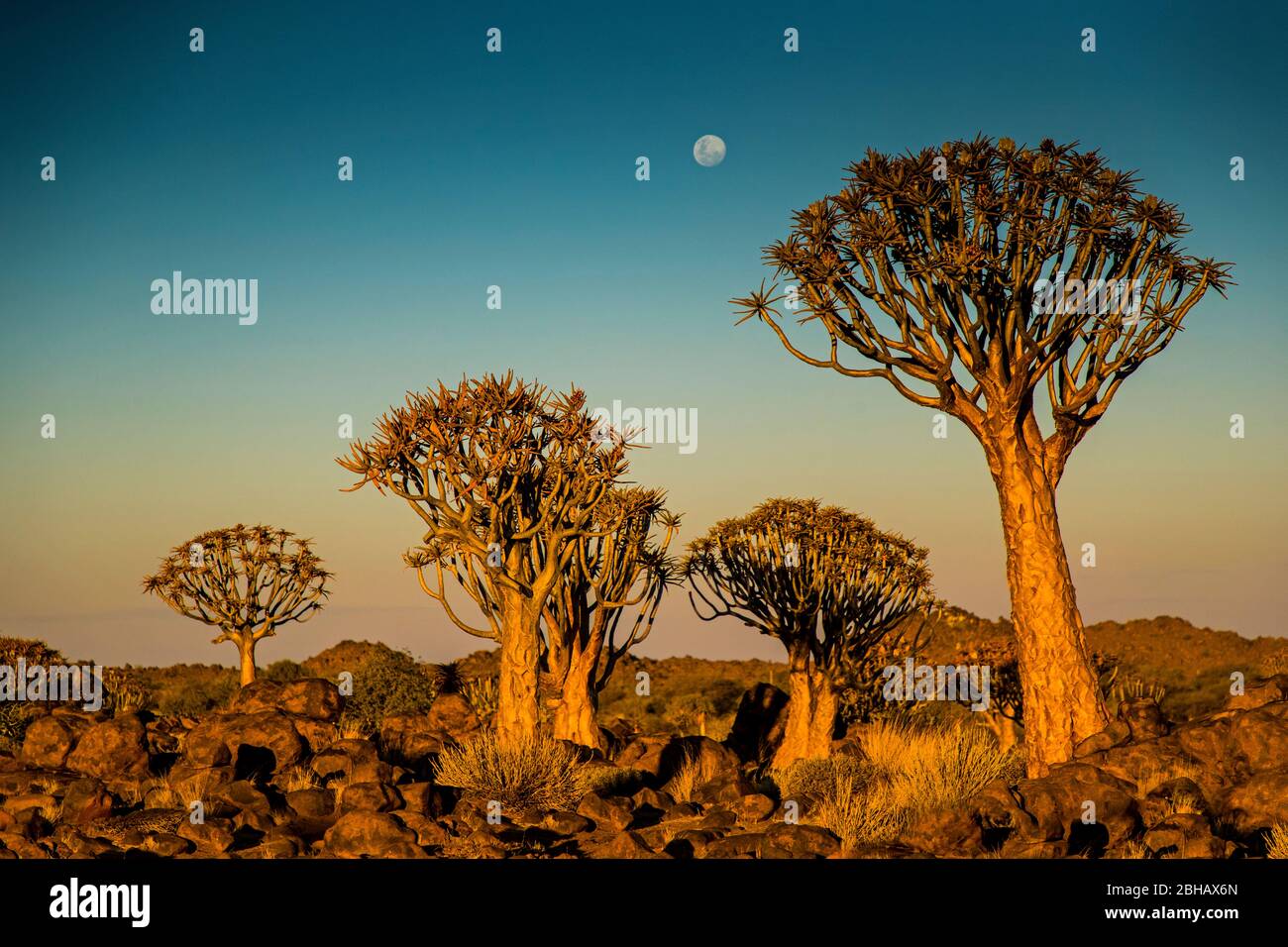 Vista degli alberi alla Foresta dell'albero del fremito, Namibia, Africa Foto Stock