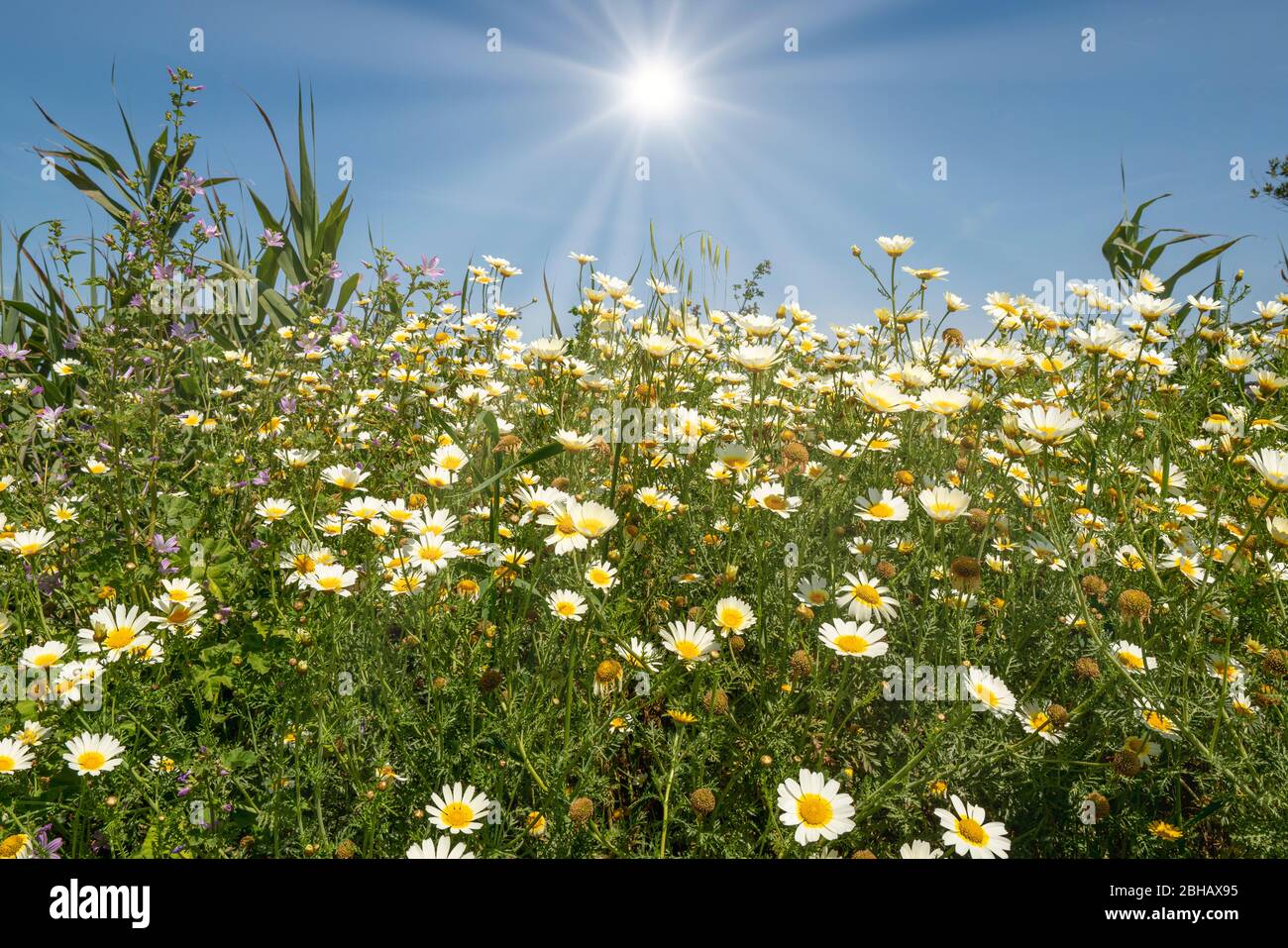 Campo di fiori a margherita con sole. Foto Stock