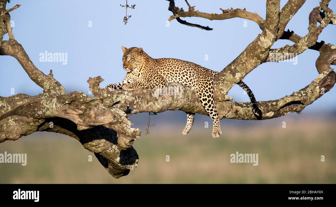 Leopardo (Panthera pardus) poggiato sull'albero, Tanzania Foto Stock