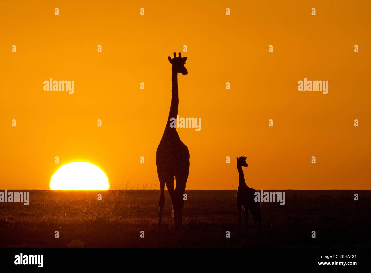 Silhouette di due giraffe Masai (Giraffa camelopardalis tippelskirchii) in piedi contro il tramonto, Tanzania Foto Stock