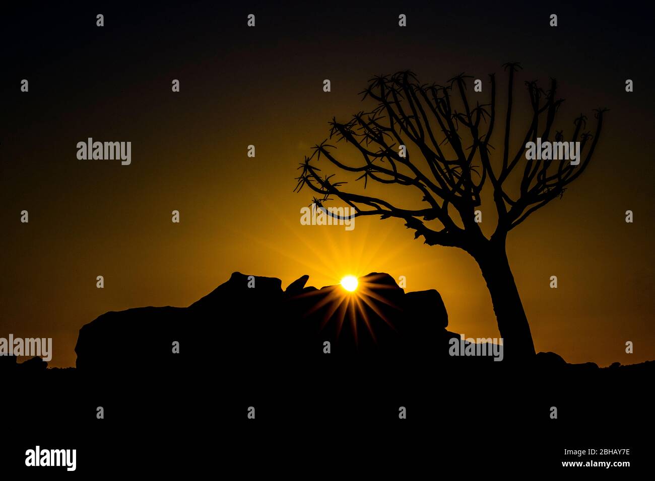 Silhouette di cavolo (Aloidendron dicotomum) al tramonto, Namibia Foto Stock